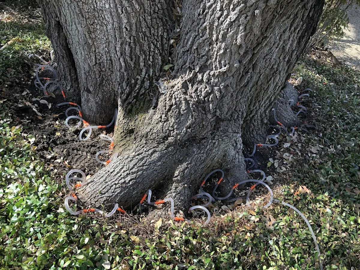 Detailed Tree Cabling and Bracing job site in Howell