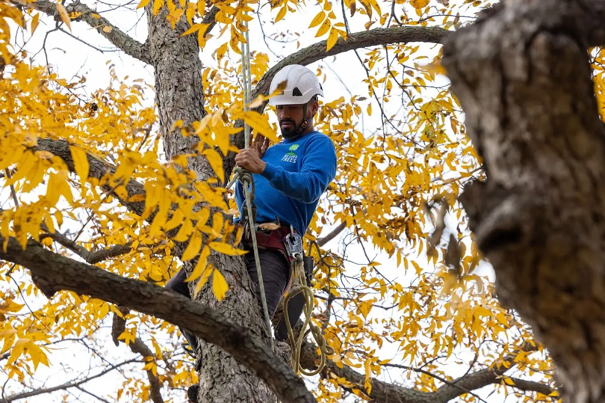 Skilled Tree Pruning crew working in Howell